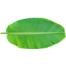 js-banana-leaf-img